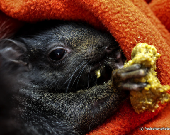 Eastern Grey Squirrel