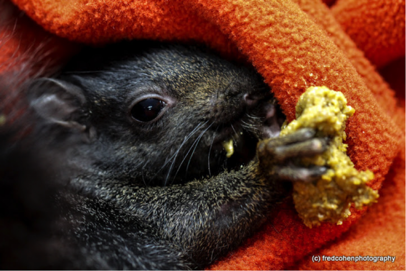 Eastern Grey Squirrel