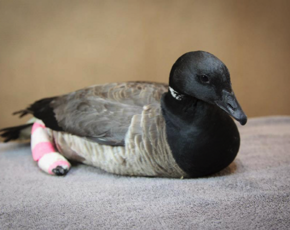 Brant Goose