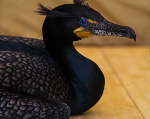 Double-Crested Cormorant