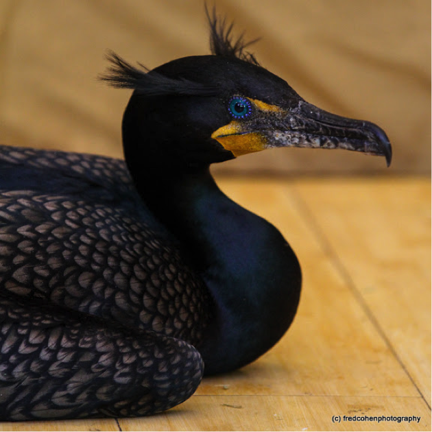 Double-Crested Cormorant