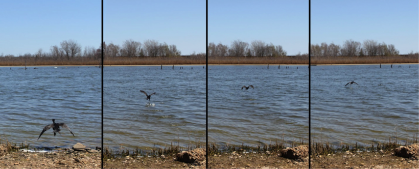 Double-Crested Cormorant