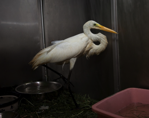 Great Egret