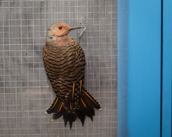 Northern Flicker