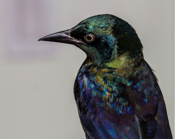 Common Grackle