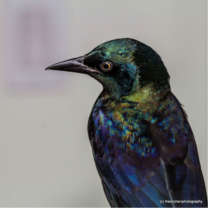 Common Grackle