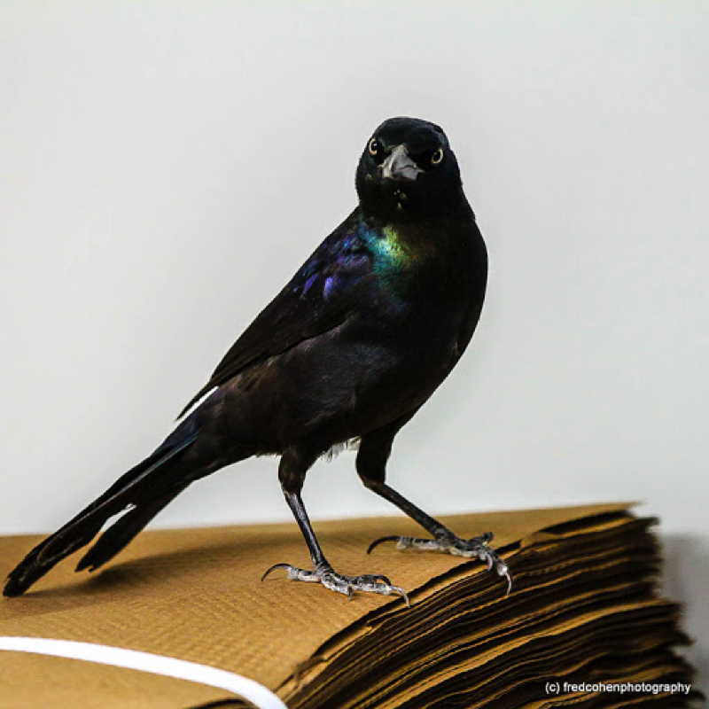 Common Grackle