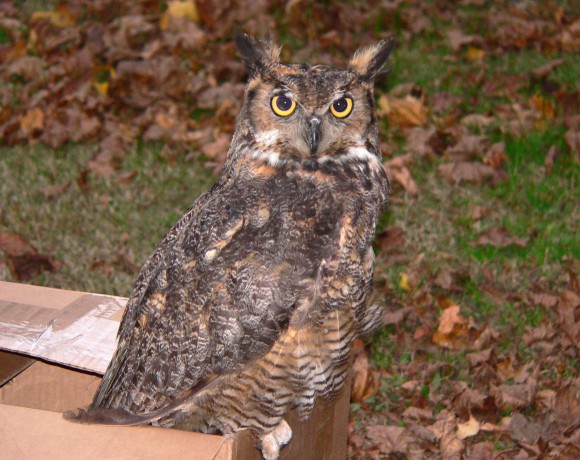 Great Horned Owl