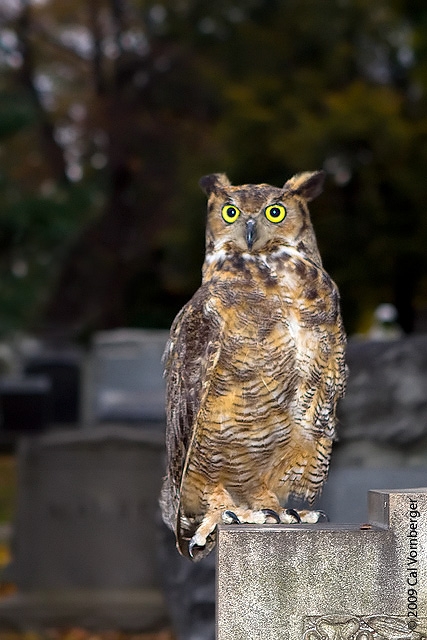 Great Horned Owl