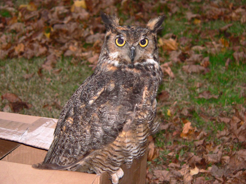 Great Horned Owl