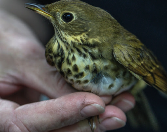 Hermit Thrush