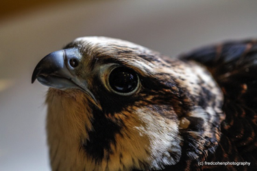 Peregrine Falcon