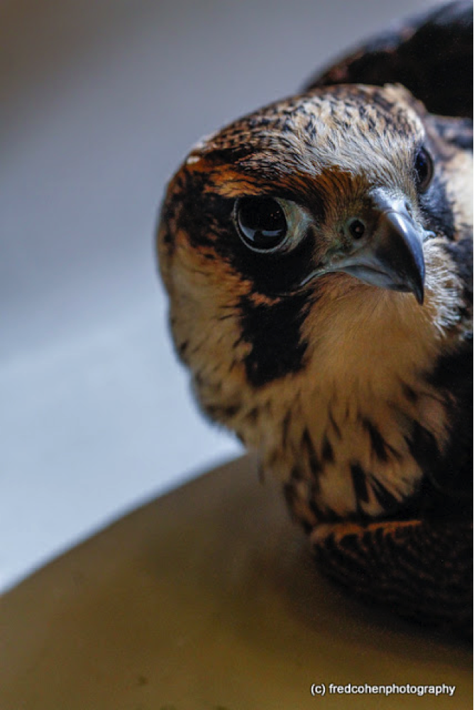 Peregrine Falcon