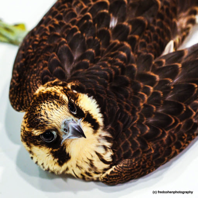 Peregrine Falcon