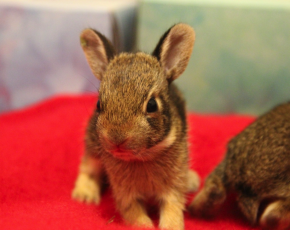 Eastern Cottontail