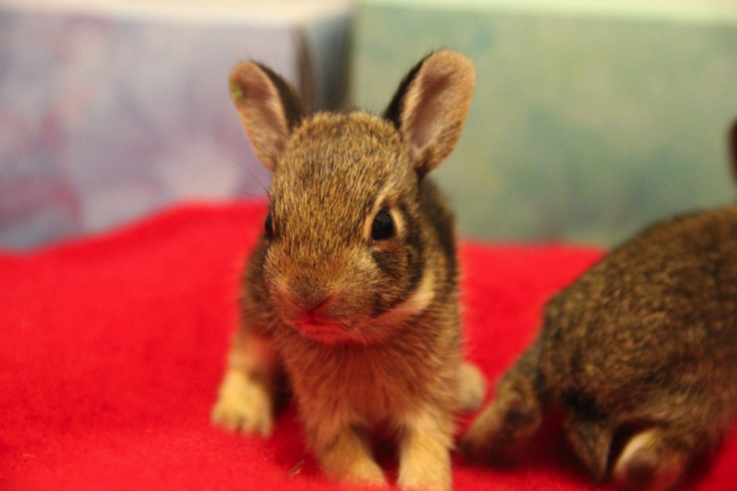 Eastern Cottontail