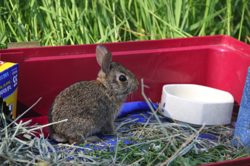 Eastern Cottontail