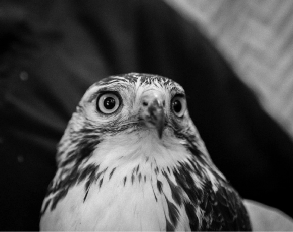 Red-tailed Hawk