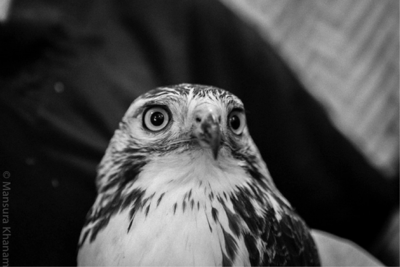 Red-tailed Hawk