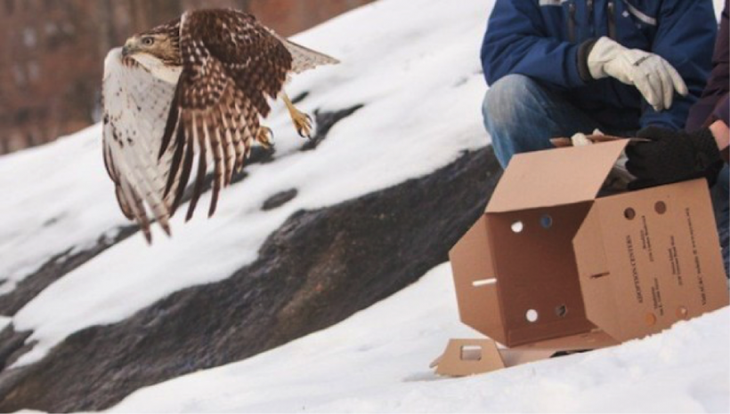 Red-tailed Hawk