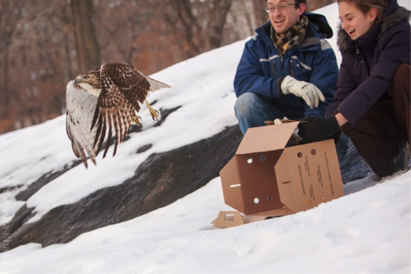 Red-tailed Hawk