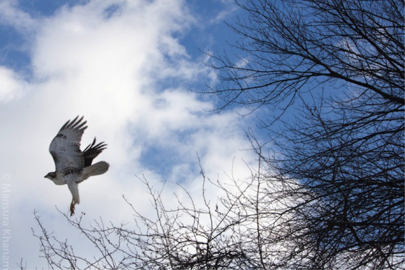 Red-tailed Hawk