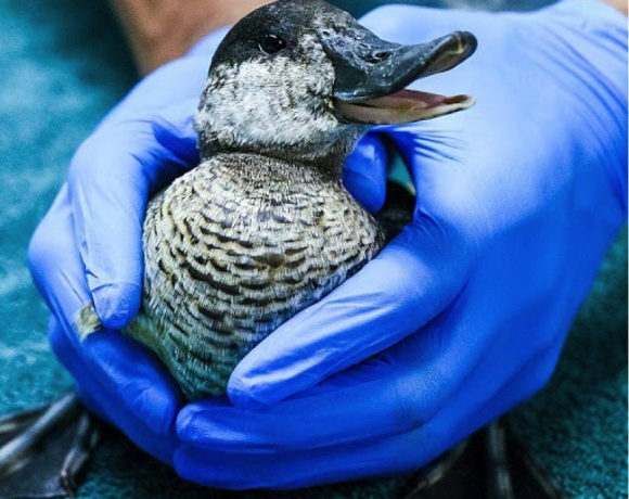 Ruddy Duck