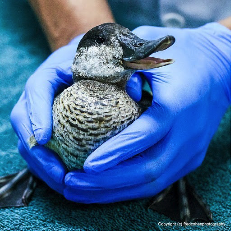 Ruddy Duck