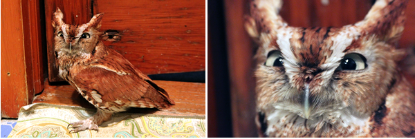 Eastern Screech Owl