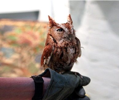 Eastern Screech Owl