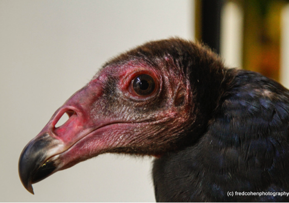 Turkey Vulture