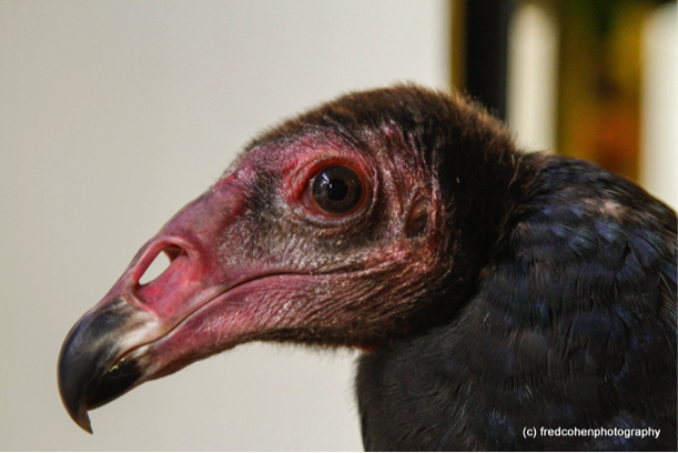 Turkey Vulture