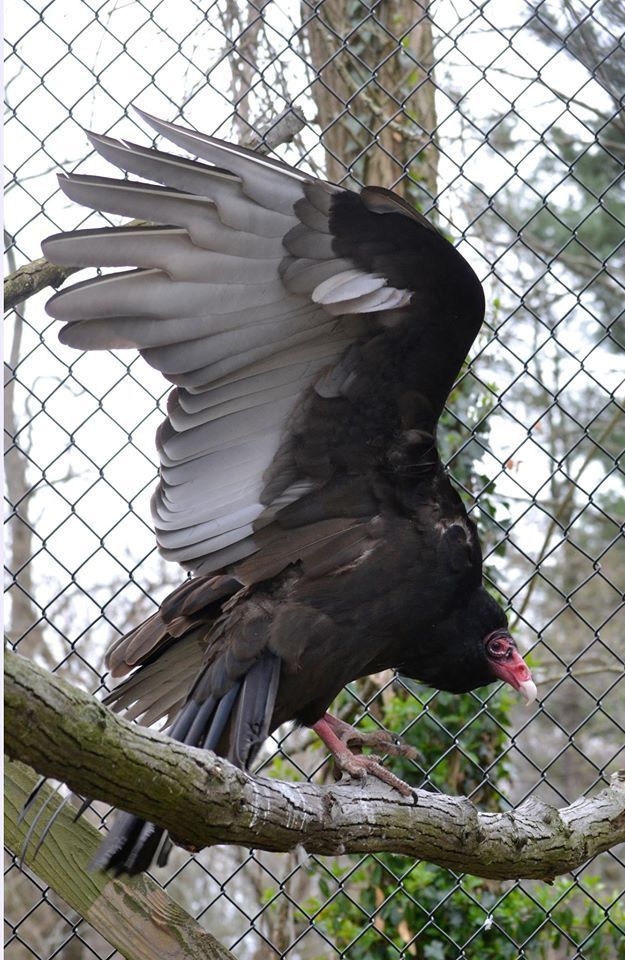 Turkey Vulture