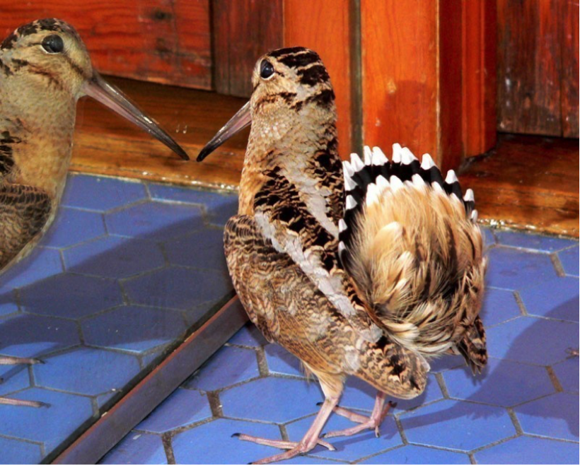 American Woodcock