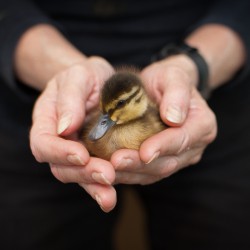 Bird Academy: Jr. Ornithologists