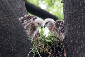 red tail babies chessler