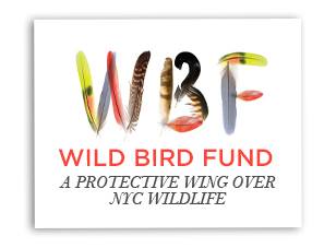 Wild Bird Fund logo