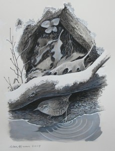  winter wren