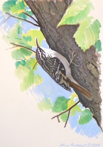 Brown creeper