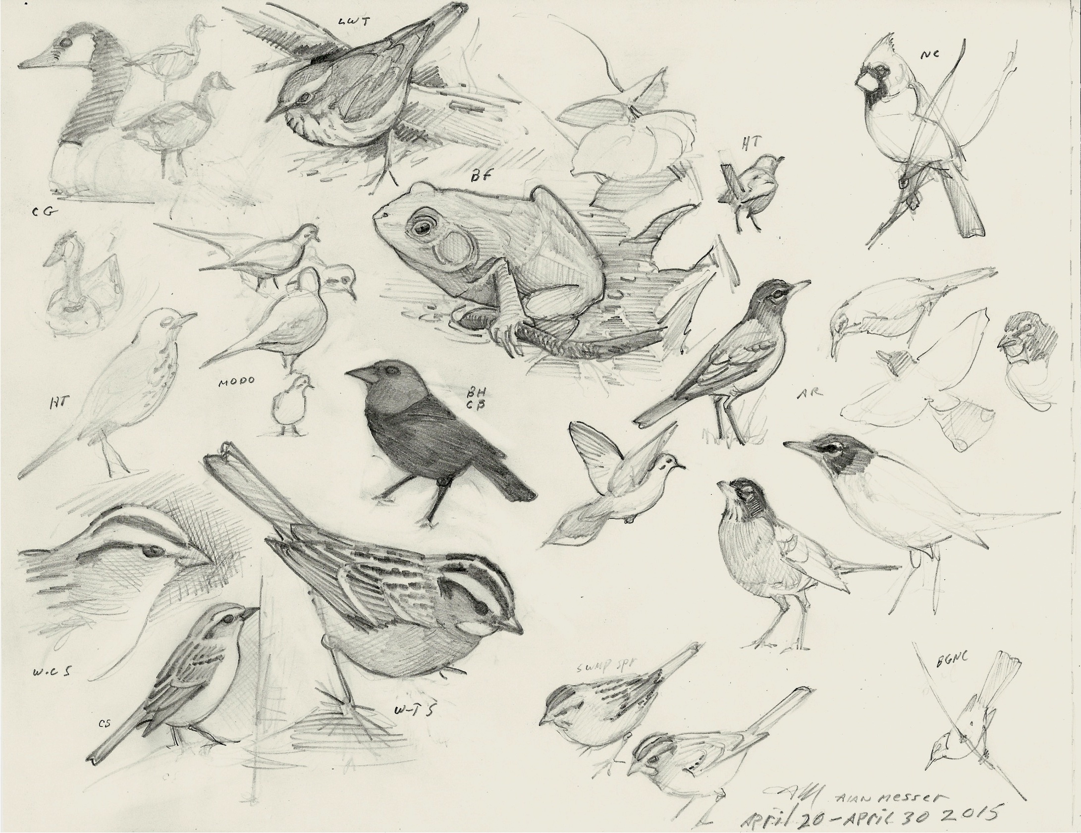 Drawing for Birds - Wild Bird Fund