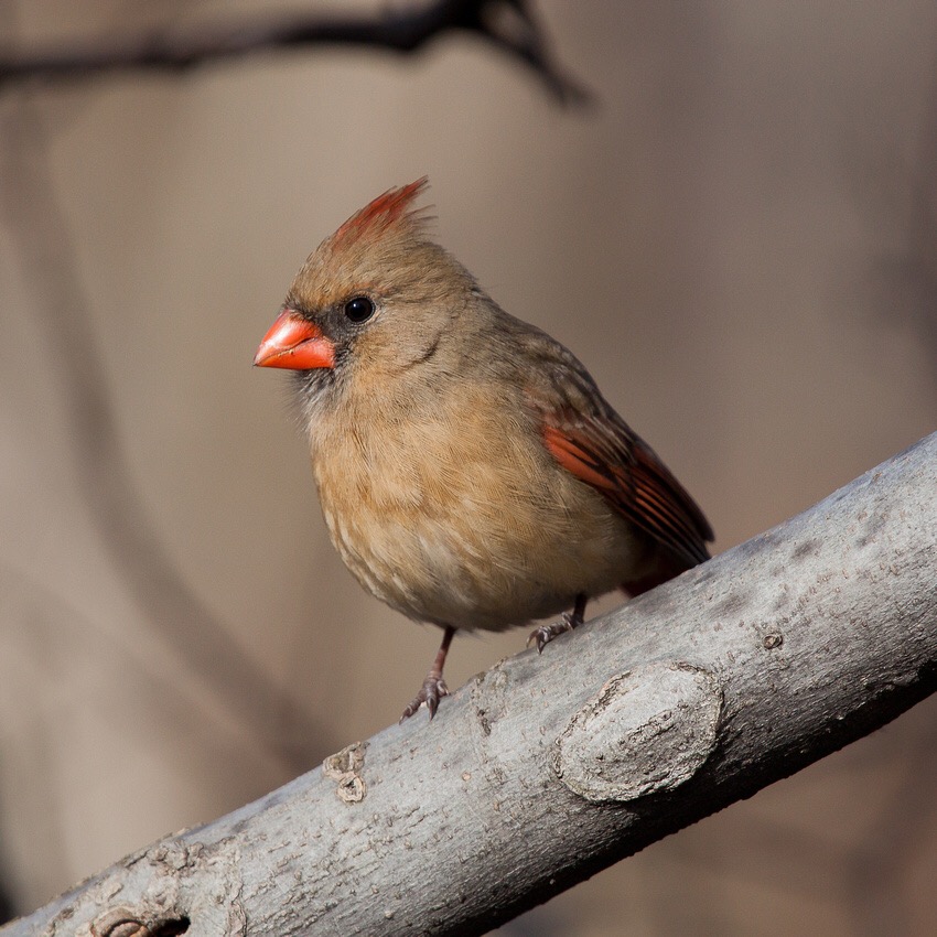 Join WBF - Wild Bird Fund