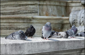 pigeons