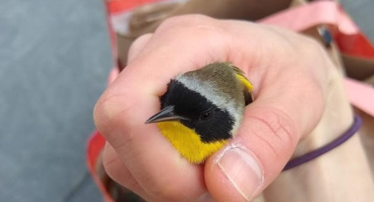 Common yellowthroat warbler in hand